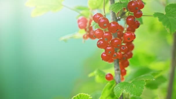 Red currants on a bush on a sunny day. - Footage, Video