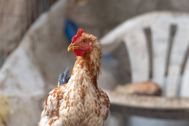 Close up of a free range hen in a village yard - Fotoğraf, Görsel