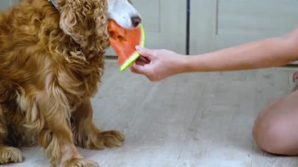 A kutya dinnyét eszik. vörös cocker spániel eszik vitaminokat - Felvétel, videó