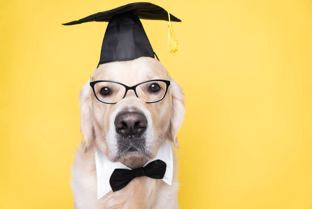 Mezuniyet kostümü giymiş bir köpek. Siyah mezuniyet şapkası ve gözlüklü bir golden retriever sarı bir arka planda oturuyor ve metin için bir yeri var. Üniversite ya da üniversite mezuniyeti konsepti. Komik bir hayvan.. - Fotoğraf, Görsel