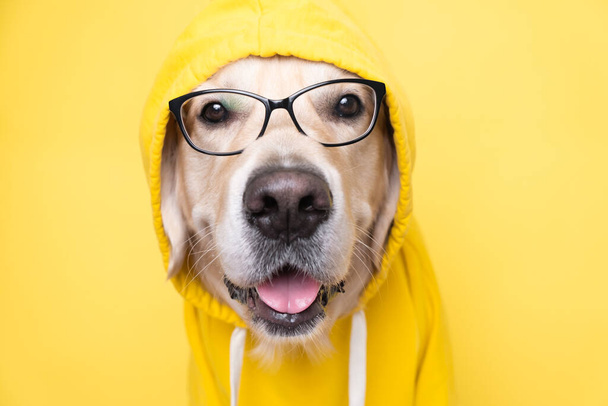 Pies w żółtej kurtce z kapturem i okularami siedzi na żółtym tle. Golden Retriever przebrany za programistę, nauczyciela lub ucznia. - Zdjęcie, obraz