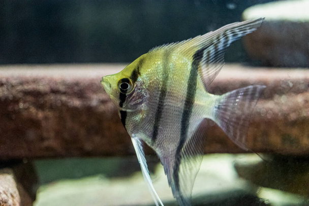 Scalaria Pterophyllum - a genus of fishes of family tsichlovyh. Close-up. Selective focus - Photo, Image