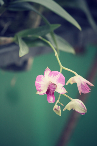 pink orchid flower - Photo, Image