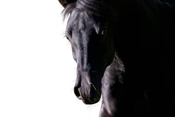 Portrait de cheval noir regardant vers l'avant sur fond blanc. Tête d'étalon arabe isolée sur blanc. - Photo, image