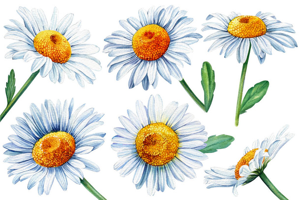 Set margarita blanca, flores de manzanilla, fondo blanco aislado, acuarela ilustración botánica - Foto, imagen