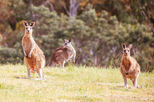 άγρια καγκουρό στην Αυστραλία - Φωτογραφία, εικόνα