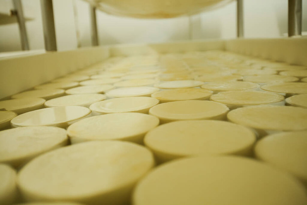 CHEESE AND MILK FACTORY. High quality photo - Fotografie, Obrázek