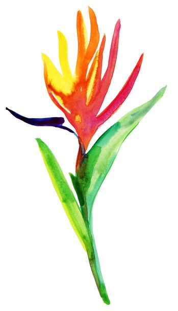 Watercolor paradise flower - Foto, Imagen