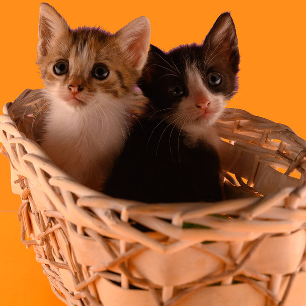 La foto muestra 2 gatitos esponjosos en blanco y negro y un tricolor en una cesta. El fondo es de color naranja púrpura. Un gatito está mirando directamente a la cámara, el segundo se esconde. - Foto, imagen