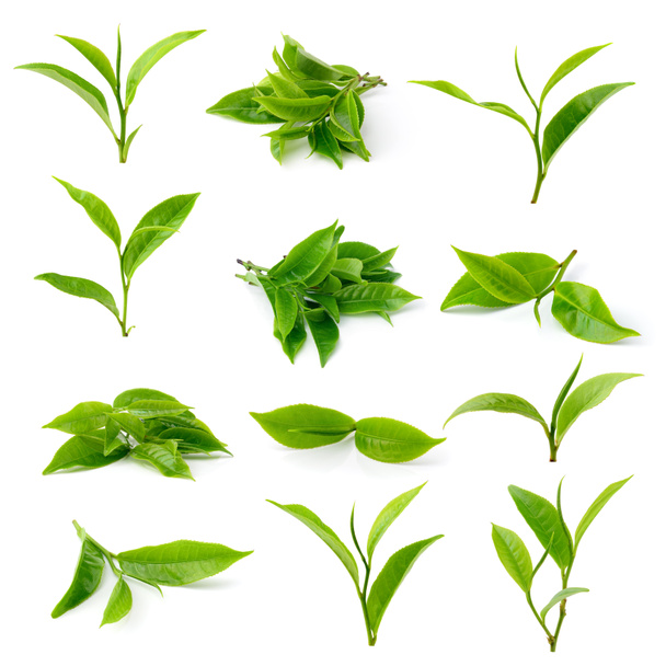 groene thee blad geïsoleerd op witte achtergrond - Foto, afbeelding