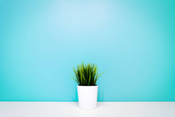 green plant in a white pot against the background of a turquoise wall. copyspace. interior background. minimalism - Фото, изображение