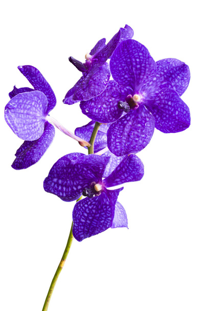Ταϊλάνδης orchid λουλούδια. - Φωτογραφία, εικόνα