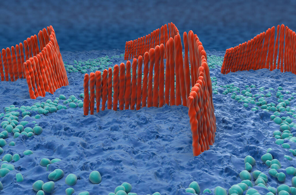 Cellules ciliées de l'oreille interne dans le système vestibulaire - vue rapprochée Illustration 3D - Photo, image