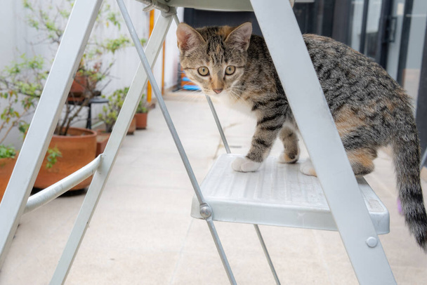 Γκρίζα γάτα που παραμονεύει σε μια σκάλα στην αυλή. - Φωτογραφία, εικόνα