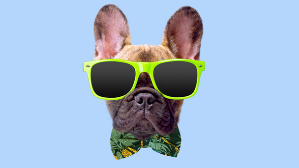 Cucciolo bulldog francese con occhiali da sole - Foto, immagini