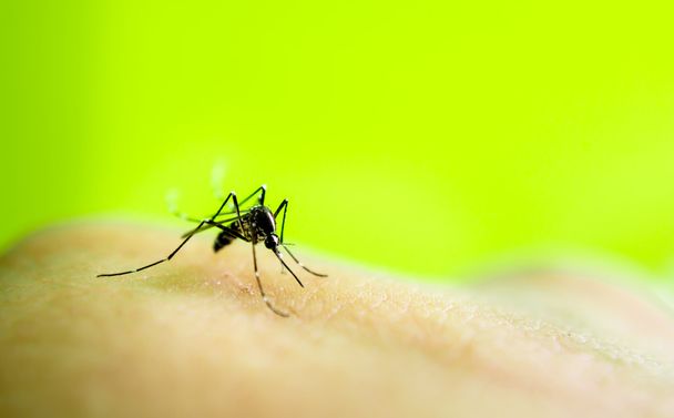 Zanzara succhiare il sangue
 - Foto, immagini