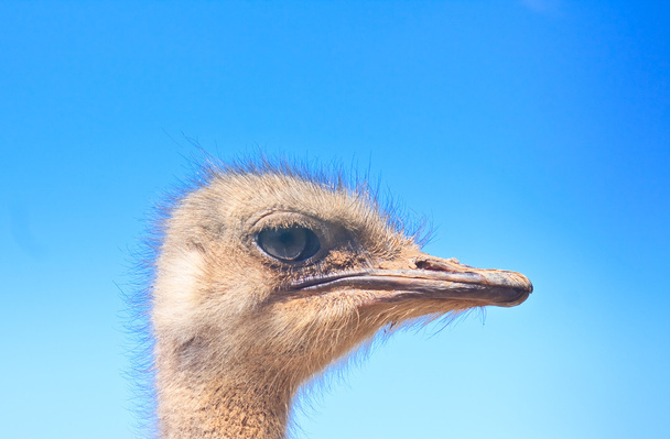 struisvogel hoofd op blauwe hemelachtergrond - Foto, afbeelding