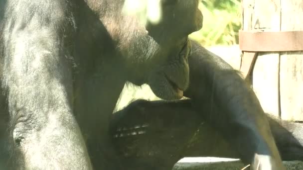 běžný šimpanz v zoologické zahradě Zagabria - Záběry, video