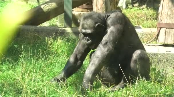 běžný šimpanz v zoologické zahradě Zagabria - Záběry, video