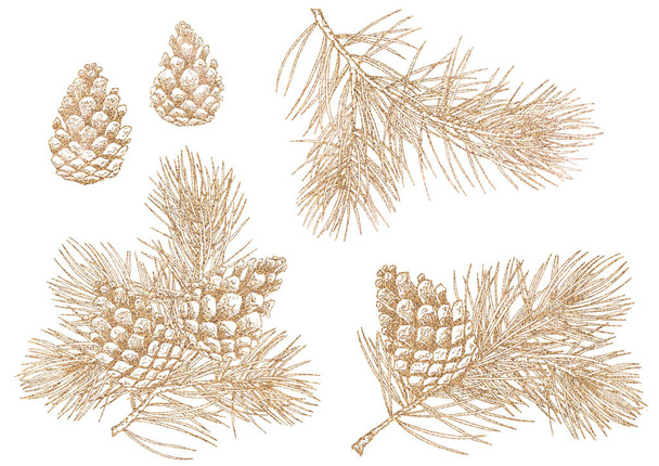 Set of pine branches and cones. Golden line graphic illustration. - Foto, Imagen