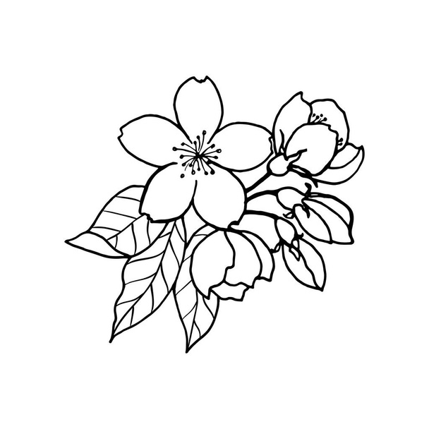 Szkic wiosennych migdałów, sakura, gałąź jabłoni z pączkami, kwiaty. Ręcznie rysować botaniczne wektor doodle ilustracja w czarnym kontraście z białym wypełnieniem. - Wektor, obraz