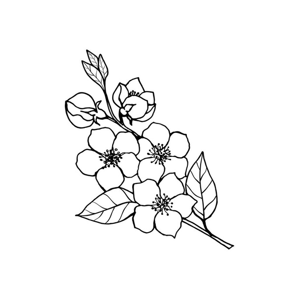 Sketch of spring flowers of quince, almond, apple tree branches with buds and flowers. Hand draw botanical doodle vector illustration in black contrast with white fill. - Вектор,изображение