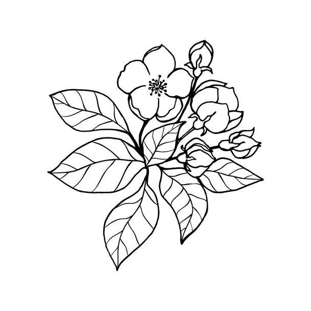 Sketch of spring almonds, sakura, apple tree branch with buds and blossoms. Hand draw botanical doodle vector illustration in black contrast with white fill. - Vektör, Görsel