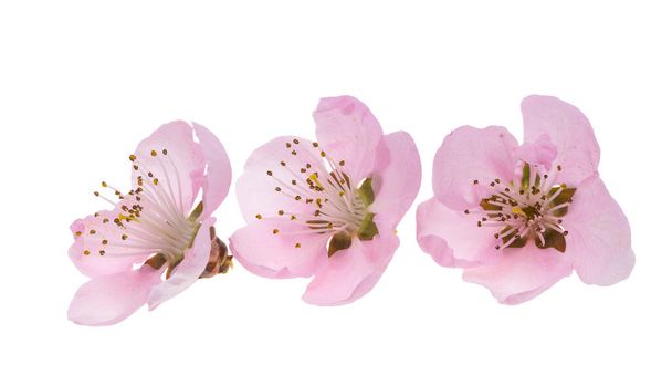 цветы сакуры изолированы на белом фоне  - Фото, изображение