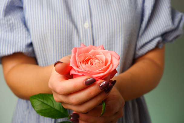 Vrouw in blauwe jurk met delicate roze Rose Flower in handen. Close-up vrouw handen met witte manicure houden delicate roze roos bloem - Foto, afbeelding