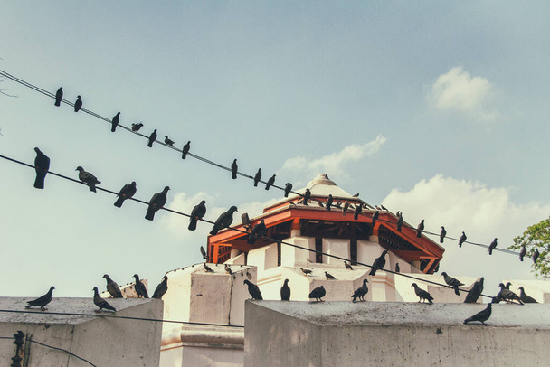 πτηνά σκαρφαλωμένα σε σύρματα ανά κτίριο ναού - Φωτογραφία, εικόνα