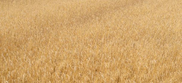 Kahverengi buğday ve görünür detaylar. arkaplan - Fotoğraf, Görsel