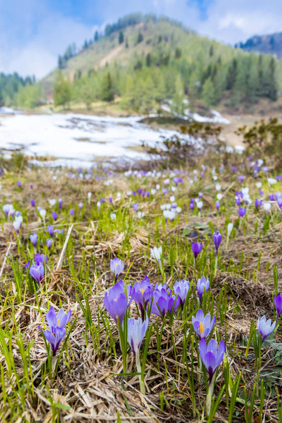 early spring blooming meadow with crocus in Sella di Rioda, Alps, Italy - 写真・画像