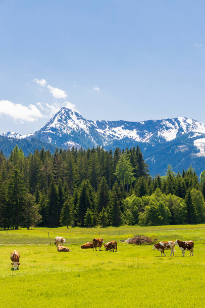 Стадо коров, Schladming Tauern, Австрия
 - Фото, изображение