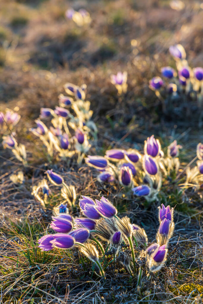 Pasque kukka, Kansallispuisto Podyji, Etelä-Moravia, Tsekin tasavalta - Valokuva, kuva