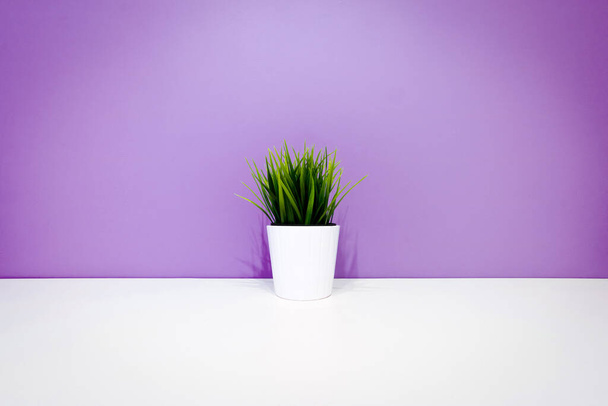 green plant in a white pot on the background of a purple wall. copyspace. interior background. minimalism - Photo, Image
