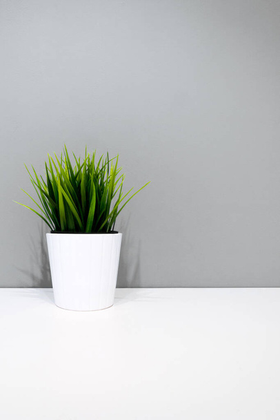 green plant in a white pot on a background of a gray wall. copyspace. interior background. minimalism. aspect ratio for mobile devices - Photo, Image