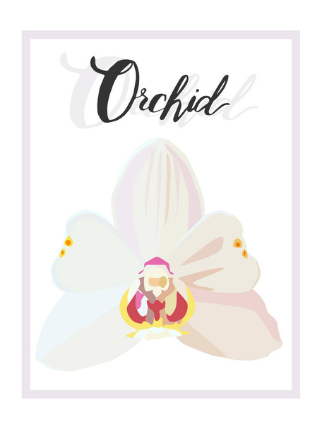 Orchideenblume von ungewöhnlicher Form mit den Worten Orchidee. Für Blumenläden. Orchidee während der Blüte. - Vektor, Bild