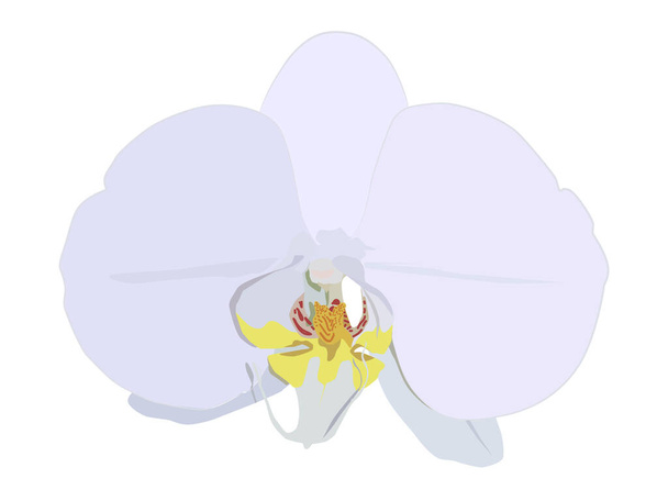 Βοτανική απεικόνιση του λευκού λουλουδιού ορχιδέας. Λευκή ορχιδέα με κίτρινη μέση τιμή σε λευκό φόντο. Σπίτι φυτό κατά την ανθοφορία. - Διάνυσμα, εικόνα