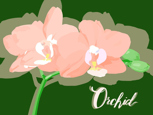 The inscription of the word orchids, the inscription green. The inscription with a branch of orchids on the word. Orchid pink flowers with green buds. Botanical illustration. For flower shops. - Vector, Image