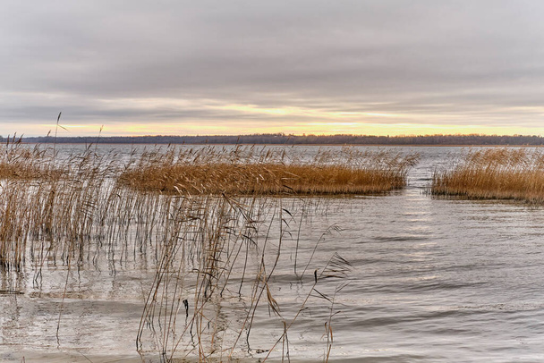 Późno jesienny krajobraz. Zachód słońca w pochmurną pogodę na jeziorze z wyspami suchej trawy wspólnej trzciny. - Zdjęcie, obraz
