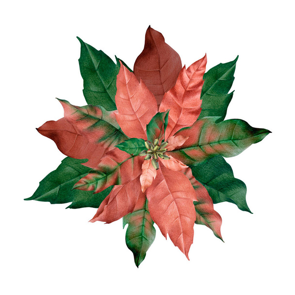 Botanical drawing, Christmas poinsettia flower, winter poinsettia flower in realistic style, isolated on a white background. Hand-drawn for a postcard, poster, banner, invitation. - 写真・画像