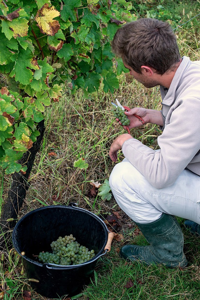 Молодий чоловік збирає стиглий білий виноград
 - Фото, зображення