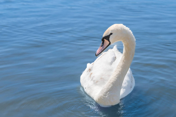 Beautiful white swan swims in clear blue water in a pond. - Valokuva, kuva
