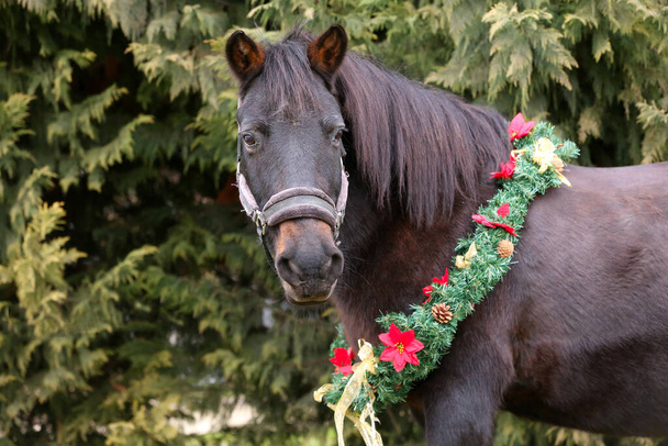 Beau portrait d'un jeune cheval de selle portant une décoration de couronne de Noël comme fond de Noël émotionnel - Photo, image