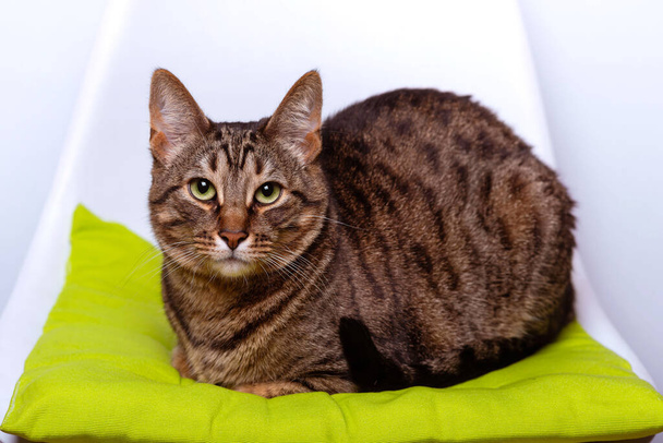 緑の枕の上のタビー猫  - 写真・画像