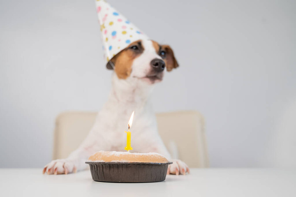 A cute dog in a festive cap sits in front of a cake with a burning candle number one. Jack russell terrier is celebrating his birthday - Fotó, kép