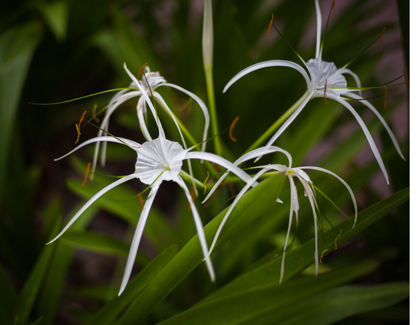 White spider lily flower -Hymenocallis littoralis - Photo, Image