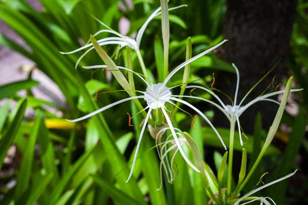 White spider lily flower -Hymenocallis littoralis - Photo, Image