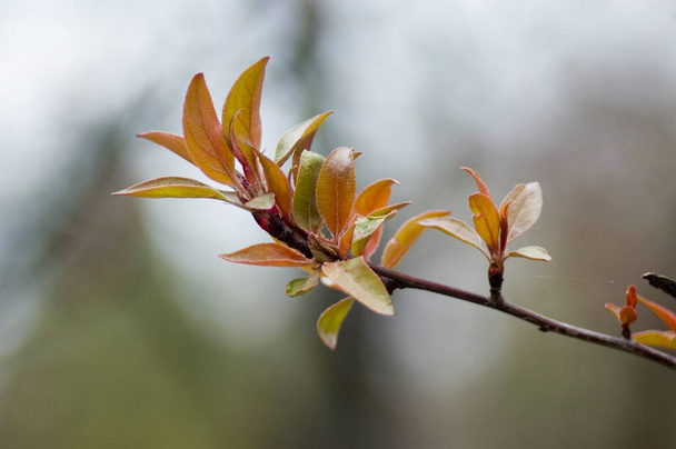 Yapraklı ağaçlara ve yeşil filizlere bahar kızıllığı. - Fotoğraf, Görsel