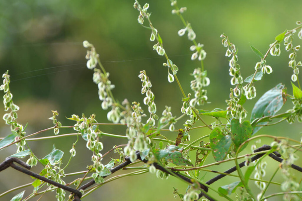 Wild shrub buckwheat (Fallopia dumetorum), which twists like a weed growing in the wild - Photo, Image